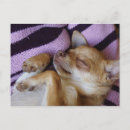 Search for chiwawa postcards Dog