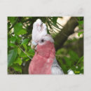 Search for galahs postcards Parrot
