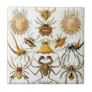 Search for arachnid tiles Spiders