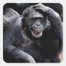 Search for cute gorilla stickers Monkey