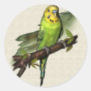 Search for australian bird stickers Budgie
