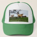 Search for highland cow hats Cows