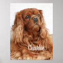 Search for cocker spaniel art Animal