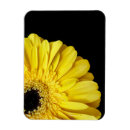 Search for gerberas magnets Beautiful