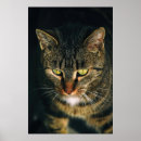Search for tabby photography Nature