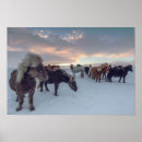 Search for icelandic horse Photograph