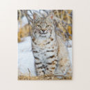 Search for lynx puzzles Felidae