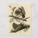 Search for chucks postcards Bird