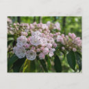 Search for mountain laurel flower postcards Pink
