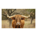 Search for longhorn cattle posters Cow