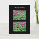 Search for spring bulbs photography Tulips