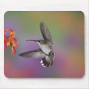 Search for humming bird electronics Nectar