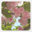 Search for cherry blossom tree stickers Floral