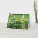 Search for hosta cards Summer