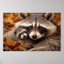 Search for racoon art posters Animal