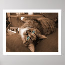 Search for vintage cat pictures posters Cats