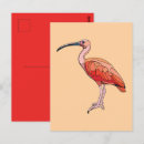 Search for ibis postcards Scarlet