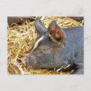 Search for cute pig postcards Pigs