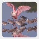 Search for roseate stickers Ie