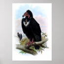 Search for vulture posters Victorian