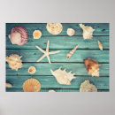 Search for pictures of seashells posters Coast