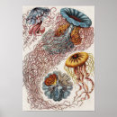 Search for vintage jellyfish posters Ernst haeckel