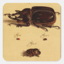 Search for rhinoceros stickers Beetles