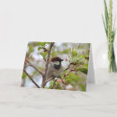 Search for sparrow cards Nature