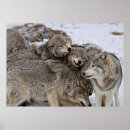 Search for timber wolf posters Photography