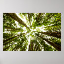 Search for lush posters Forest