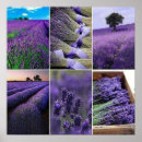 Search for lavender posters Mauve