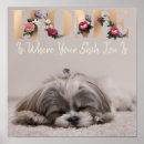 Search for shih tzu posters Pets