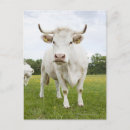 Search for grassy postcards Outdoors