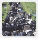 Search for dairy farm stickers Agriculture