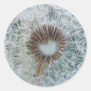 Search for white dandelion stickers Macro