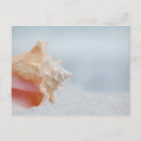 Search for florida seashells postcards Nautical
