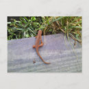 Search for salamander postcards Amphibian