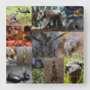 Search for australian animal clocks Kangaroo