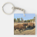 Search for bison bison key rings Nature