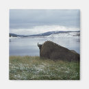 Search for bison magnets Animals