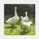 Search for geese magnets Cute