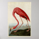 Search for american flamingo posters Illustration