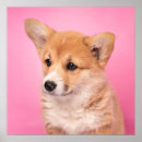 Search for corgi posters Puppy