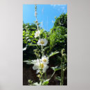 Search for hollyhocks posters Garden