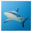 Search for shark tiles Sealife