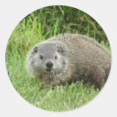 Search for woodchuck stickers Animal