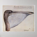 Search for brown beak White