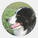 Search for laying down stickers Collie border