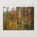 Search for autumn forest postcards Orange