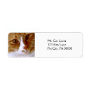 Search for orange cat return address labels Sweet
